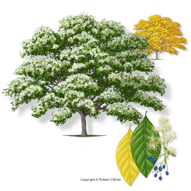 Fringetree